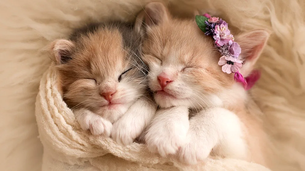 Cute kittens