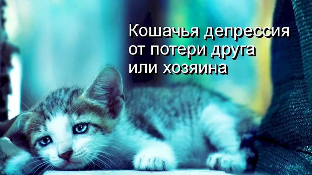 Cat face