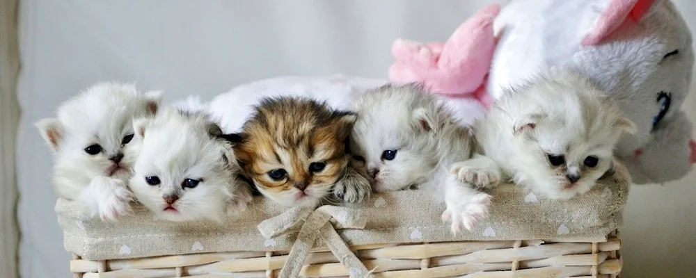 Newborn Scottish lop kittens