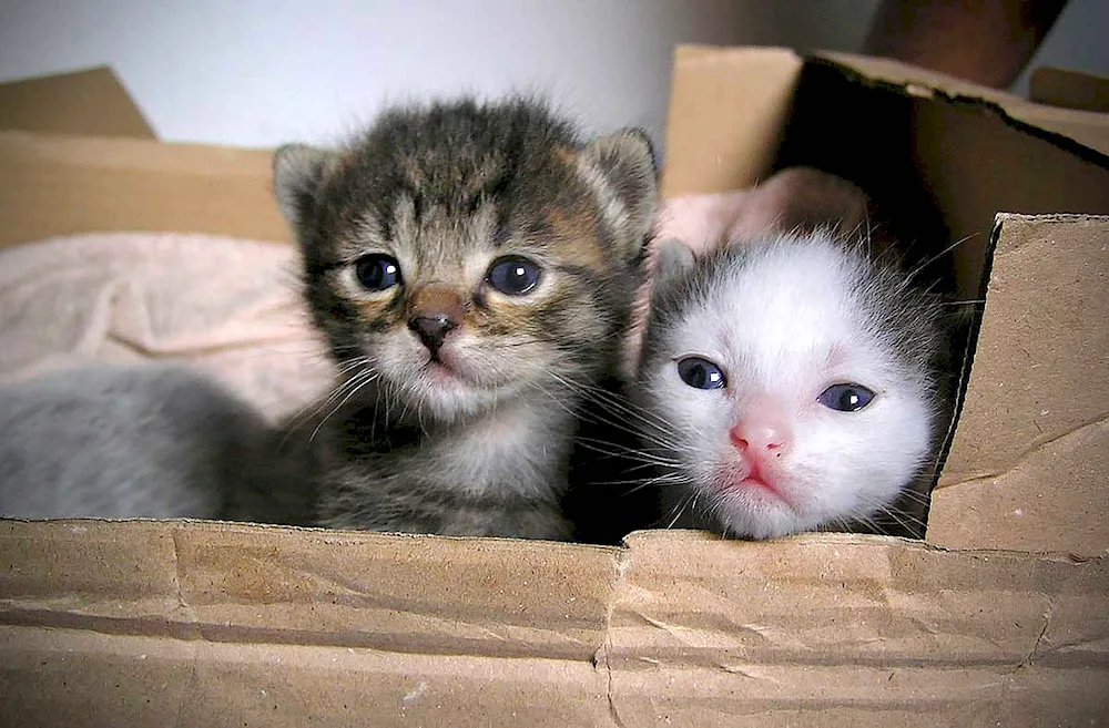 Sweet kittens