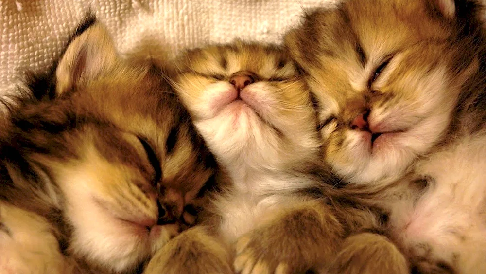 Beautiful kittens