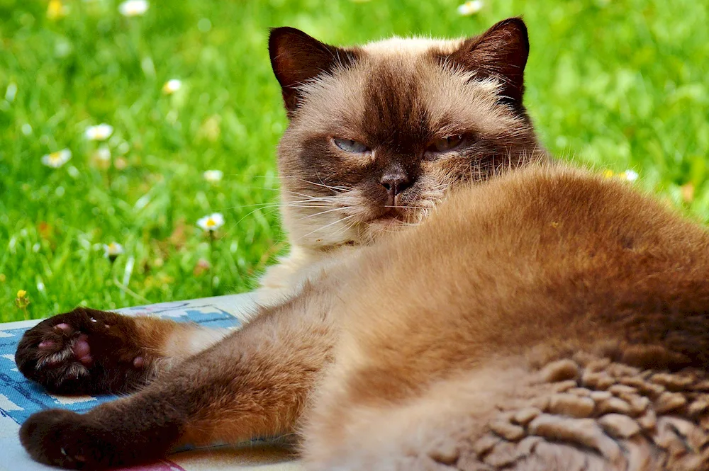 European Burma cat