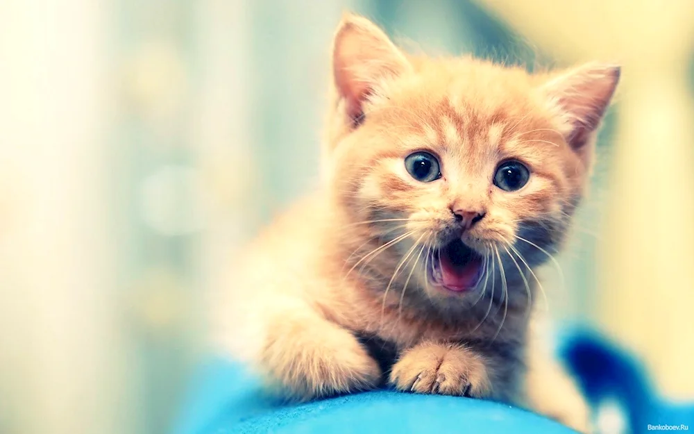 Scottish Fold kittens