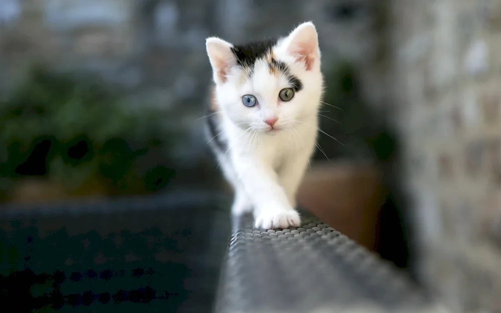 White kitten