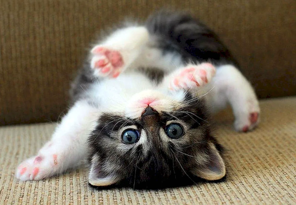 Fighting cats