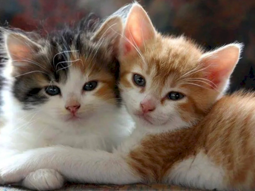 Cute cats