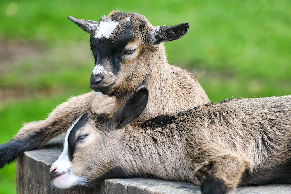 Cameroon goat kids