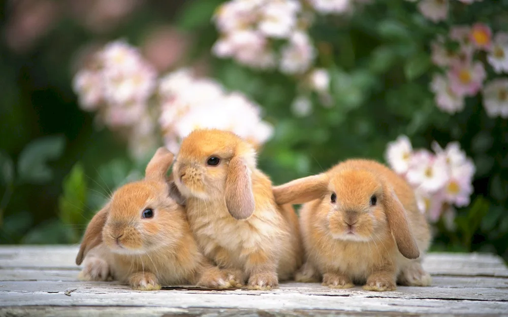 Cute rabbits