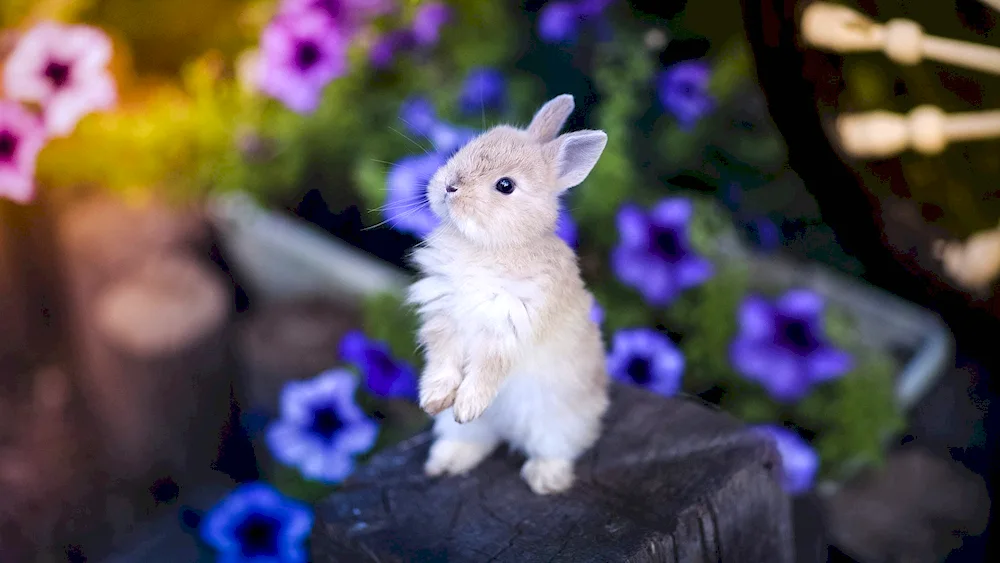 Cute rabbits