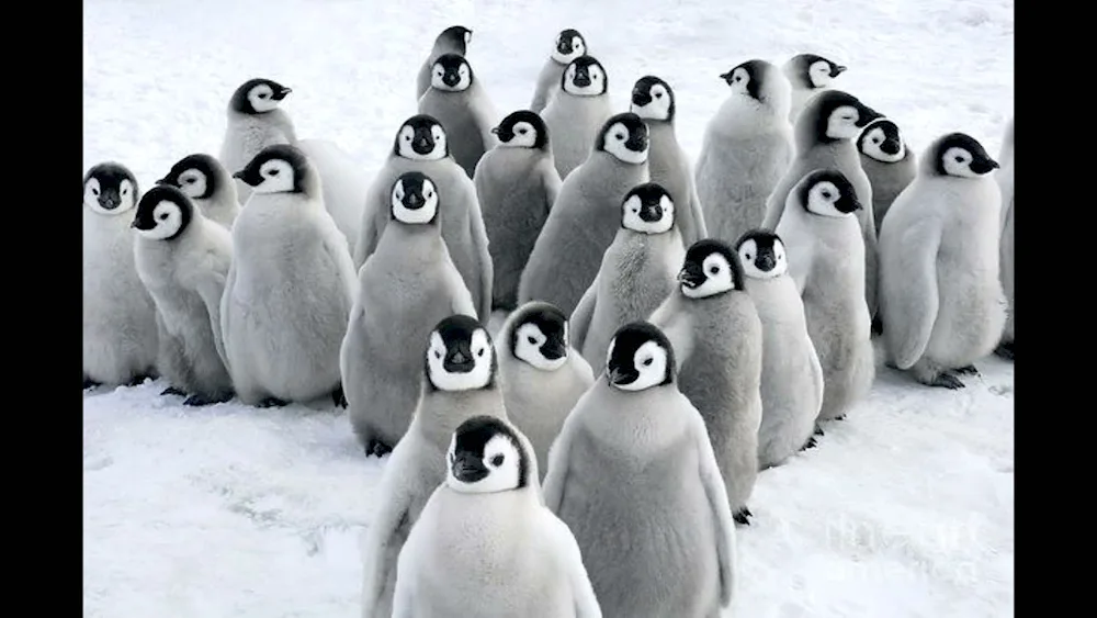 Cute penguins