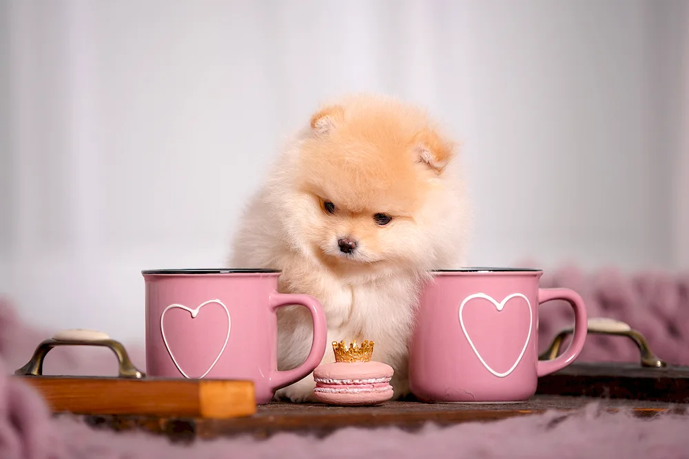 Pomeranian Spitz