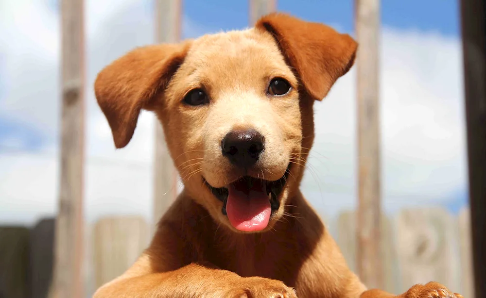 Jack Russell smiling dog