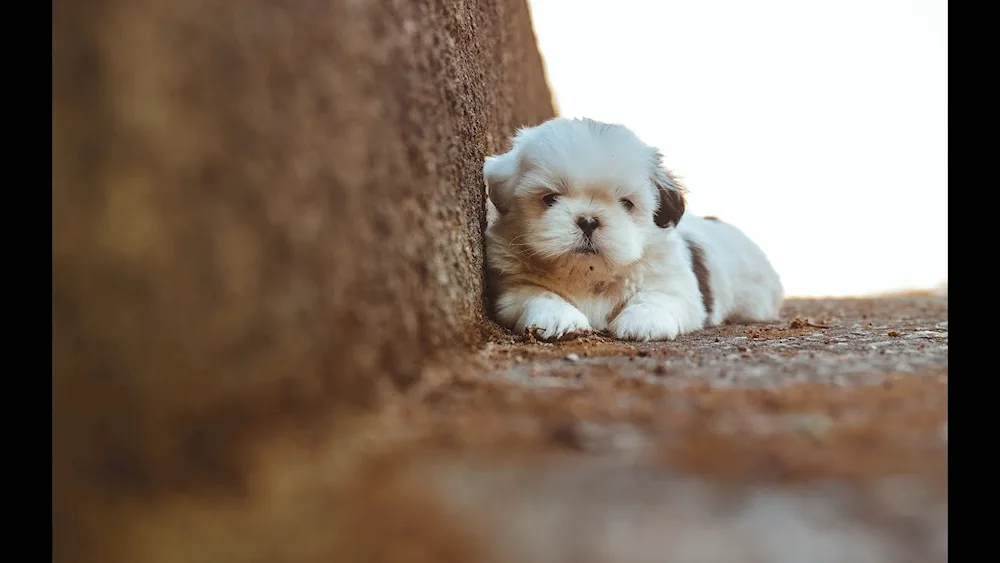 Bulldog and Chihuahua