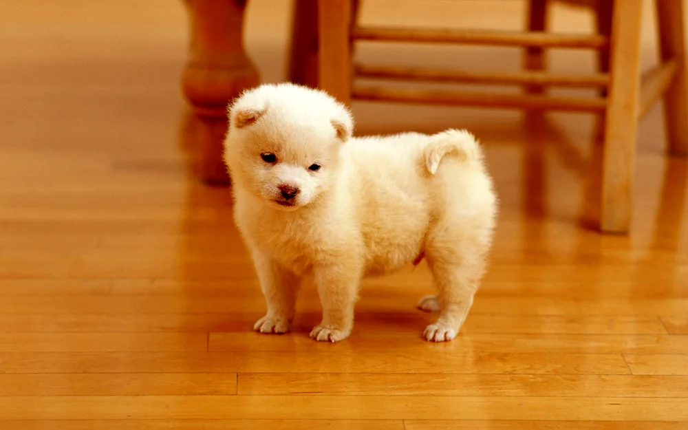 Pomeranian Puppy