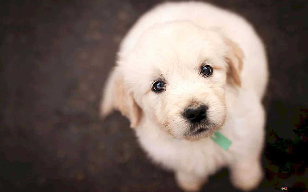 Cute labrador puppies