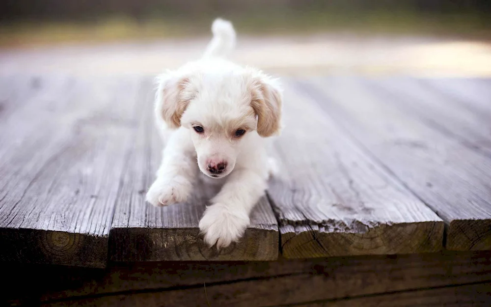 Welsh Corgi Pembroke