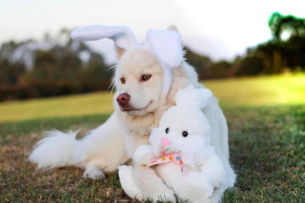 Maltese Bolognese Maltipoo