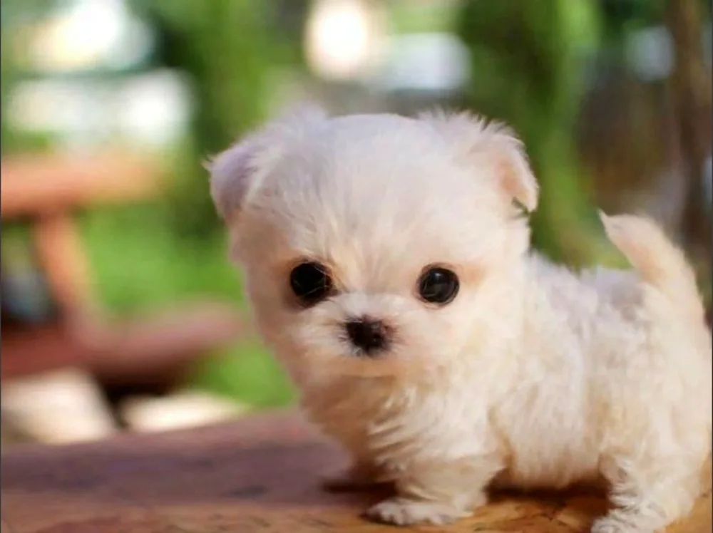 Pomeranian Spitz Dwarf White