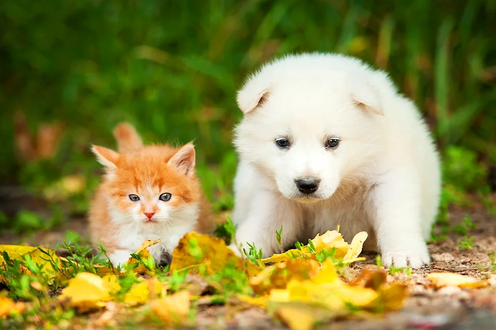 Siberian Husky cat