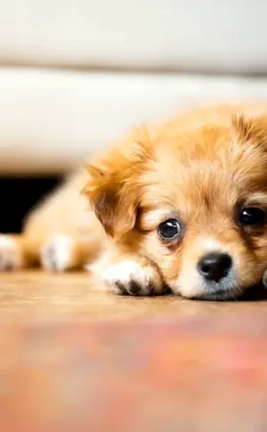 Cute dogs