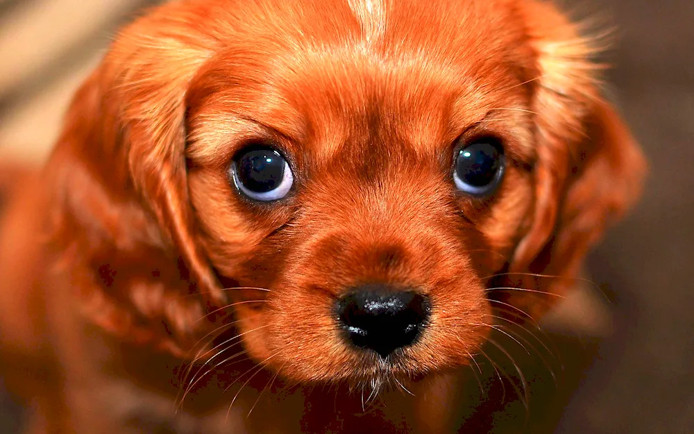 Cute dogs