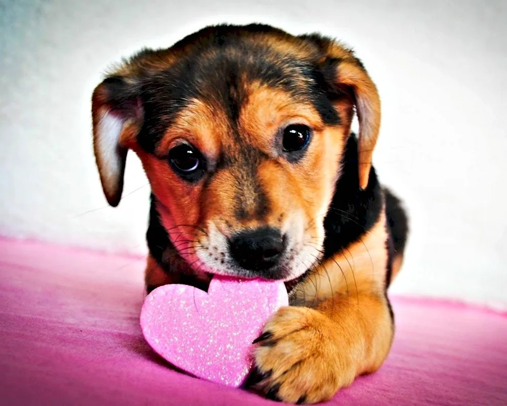 Cute dogs