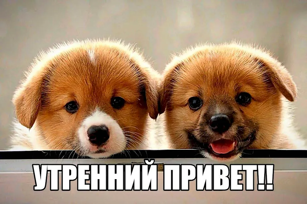 Cute dogs