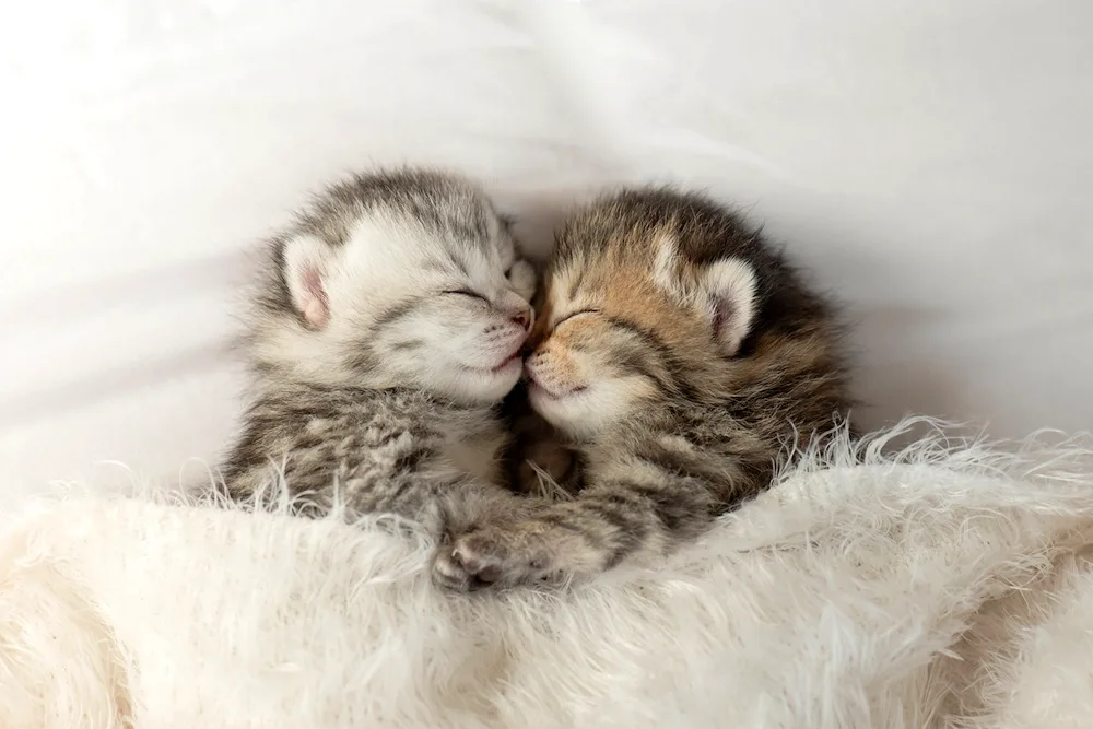 Cute kittens