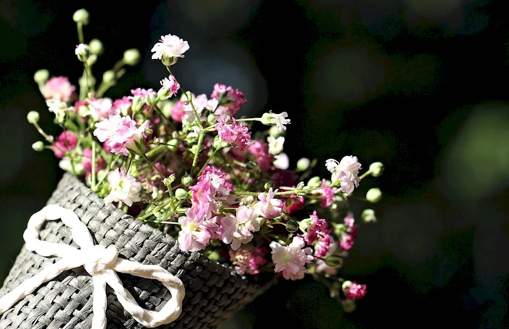 Dry flowers Aesthetica Gypsophila