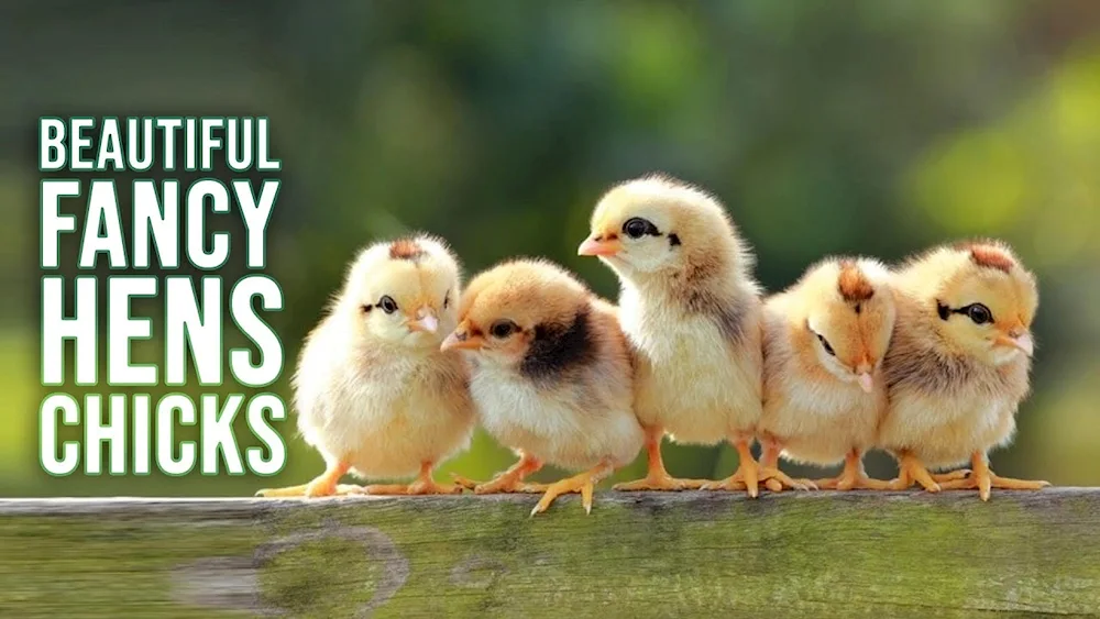 Cute ducklings