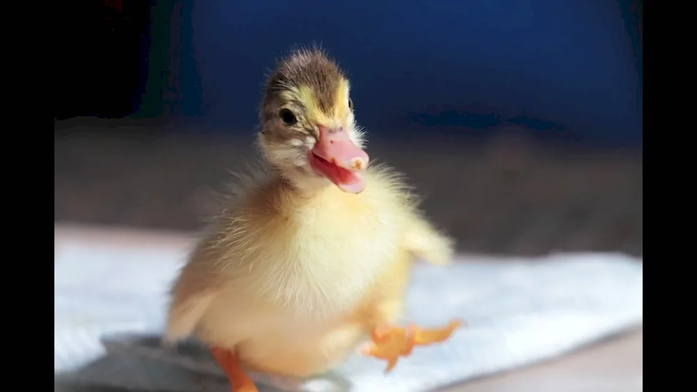 Cute ducklings