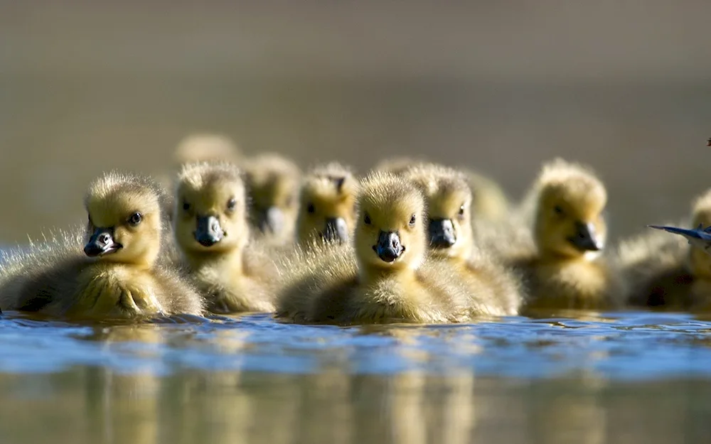 Cute ducklings