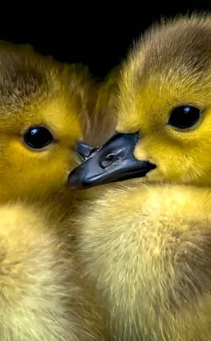 Cute ducklings