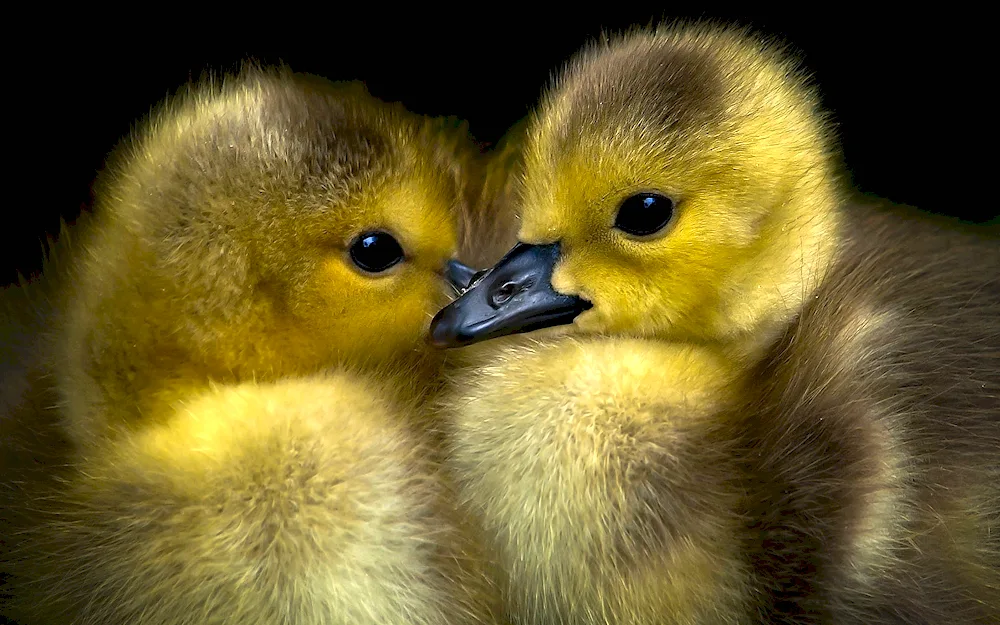 Cute ducklings