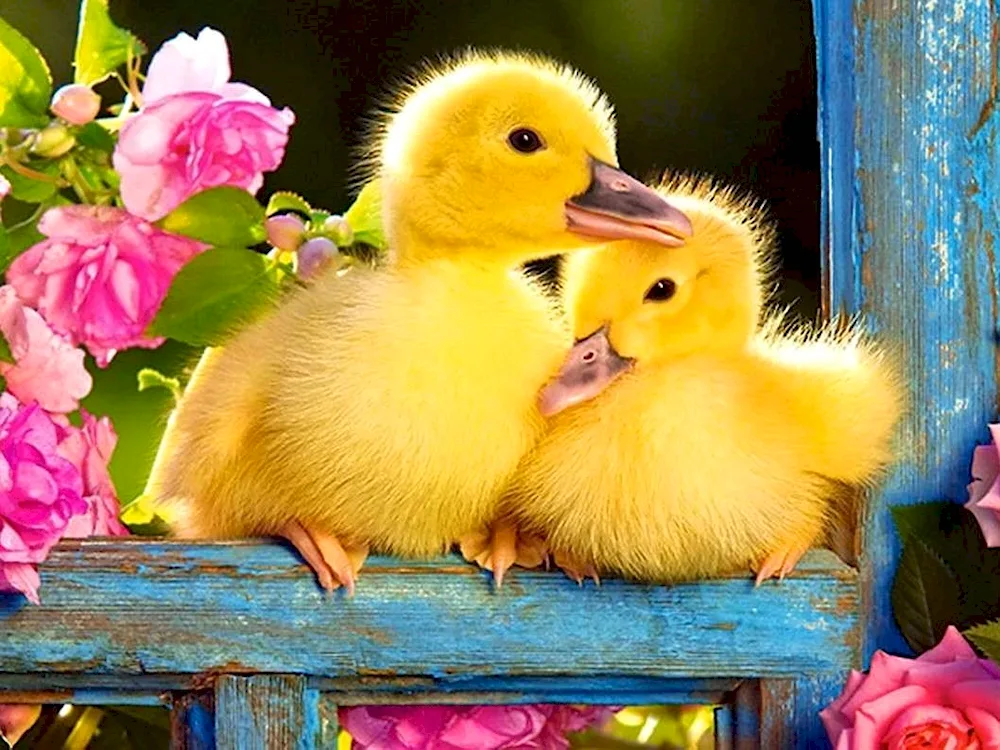 Cute ducklings