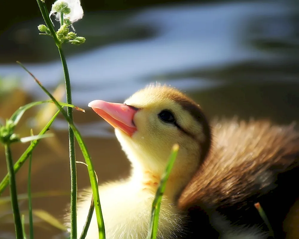 Mallard duck chicks