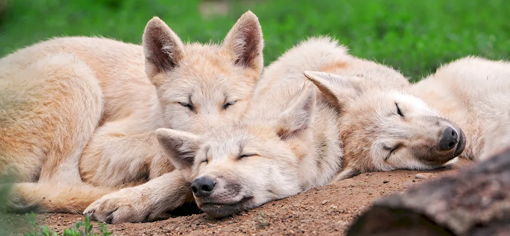 Cute wolves