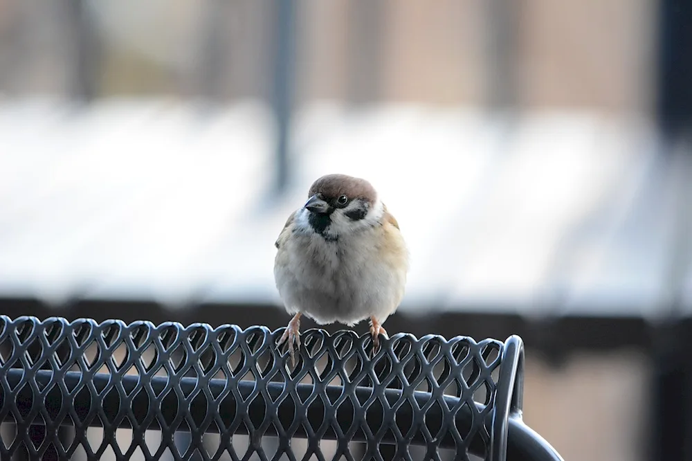 The Siskin's Crested Sparrow