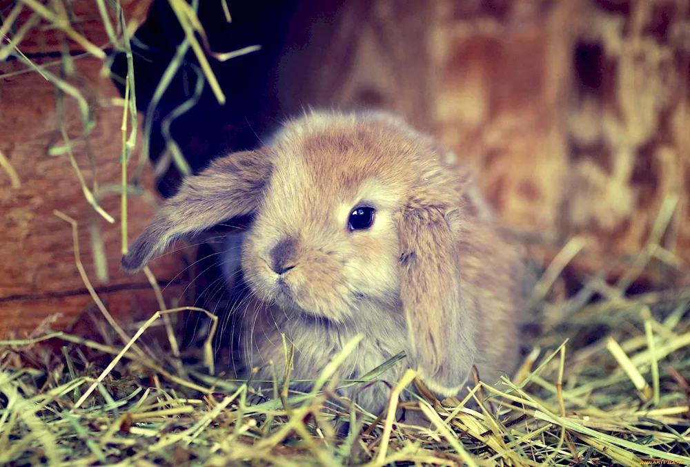 Cute bunny