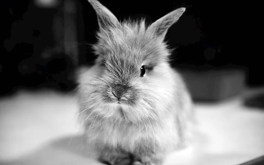 Black water rabbit 2023
