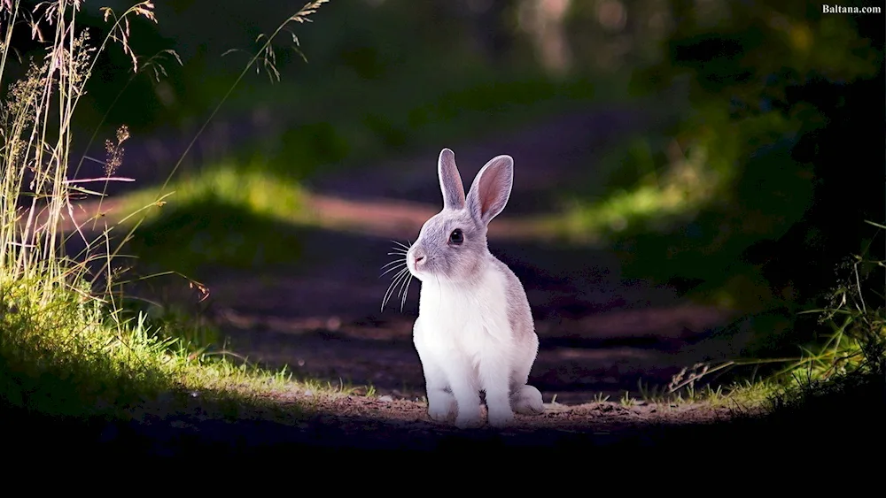 Two rabbits