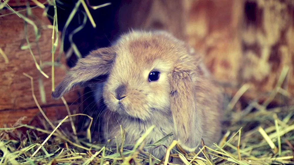 Mature dogs bunnies