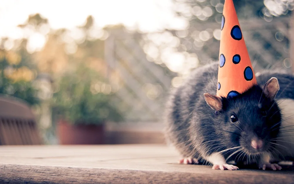 Mouse