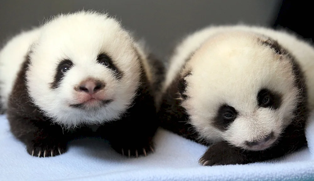 Pandas with cub