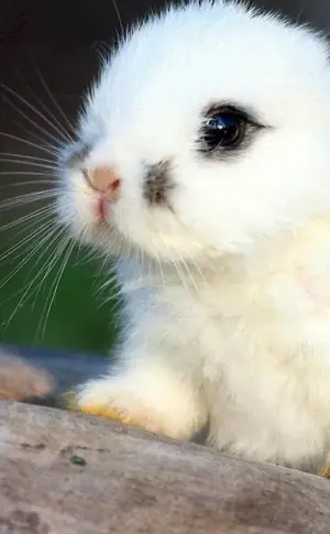 Cute animals