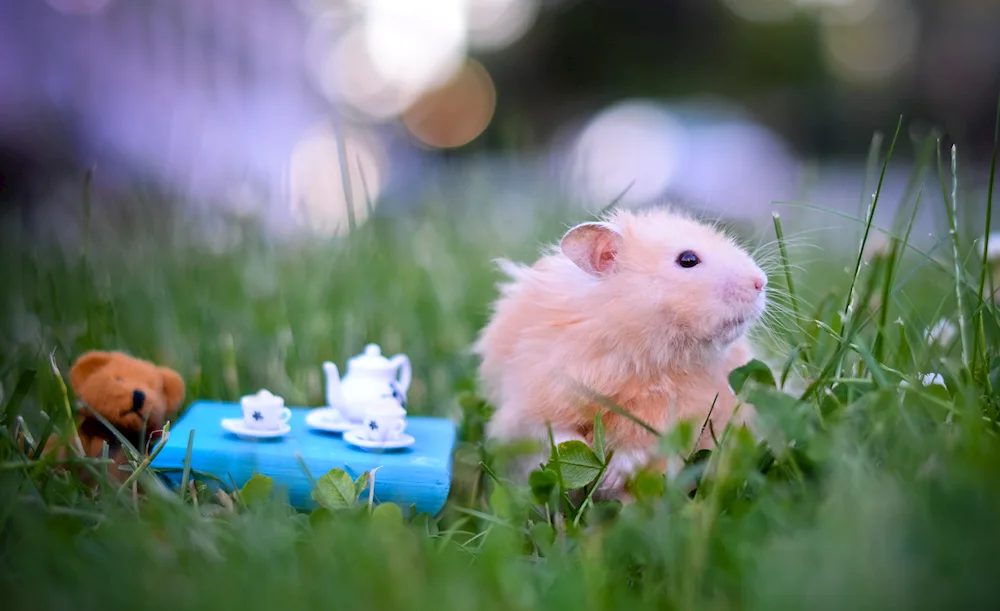 Cute hamster