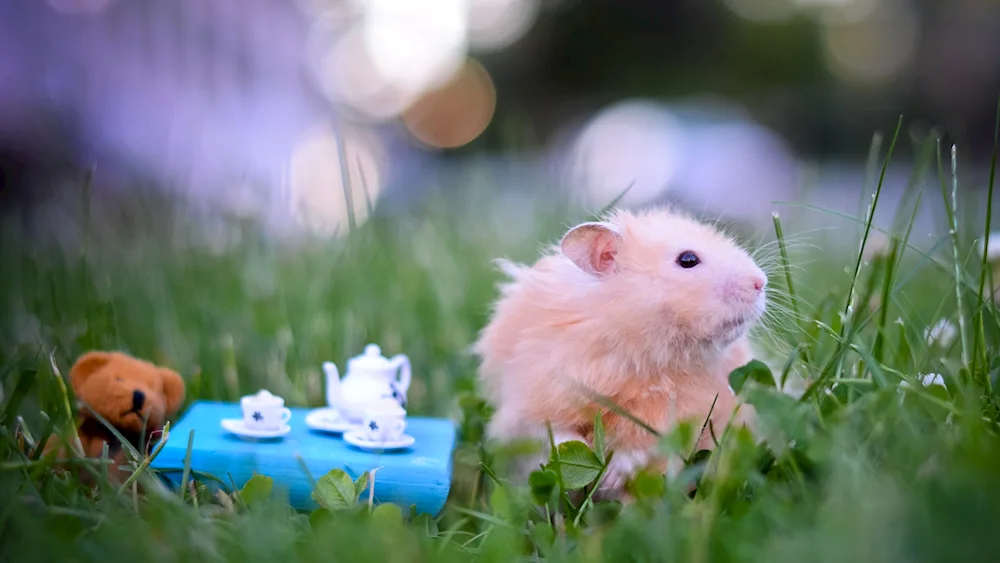 Angora hamster