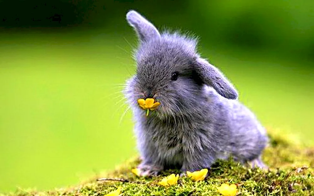 Cute rabbit