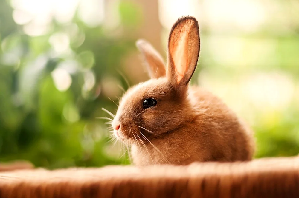 Beautiful rabbit