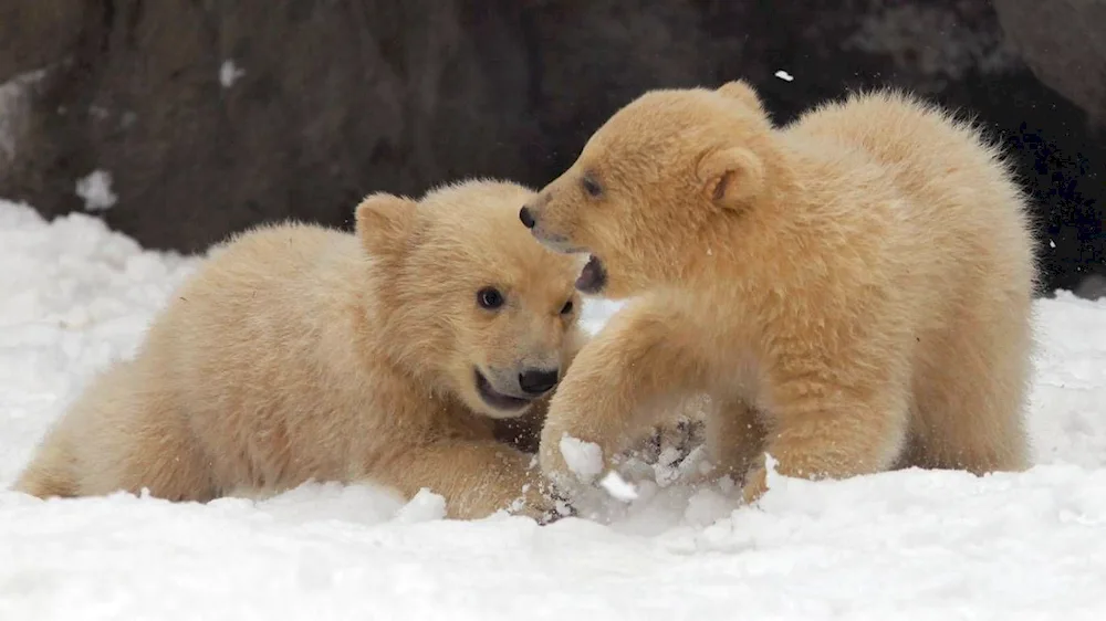 Northern bear Nanook